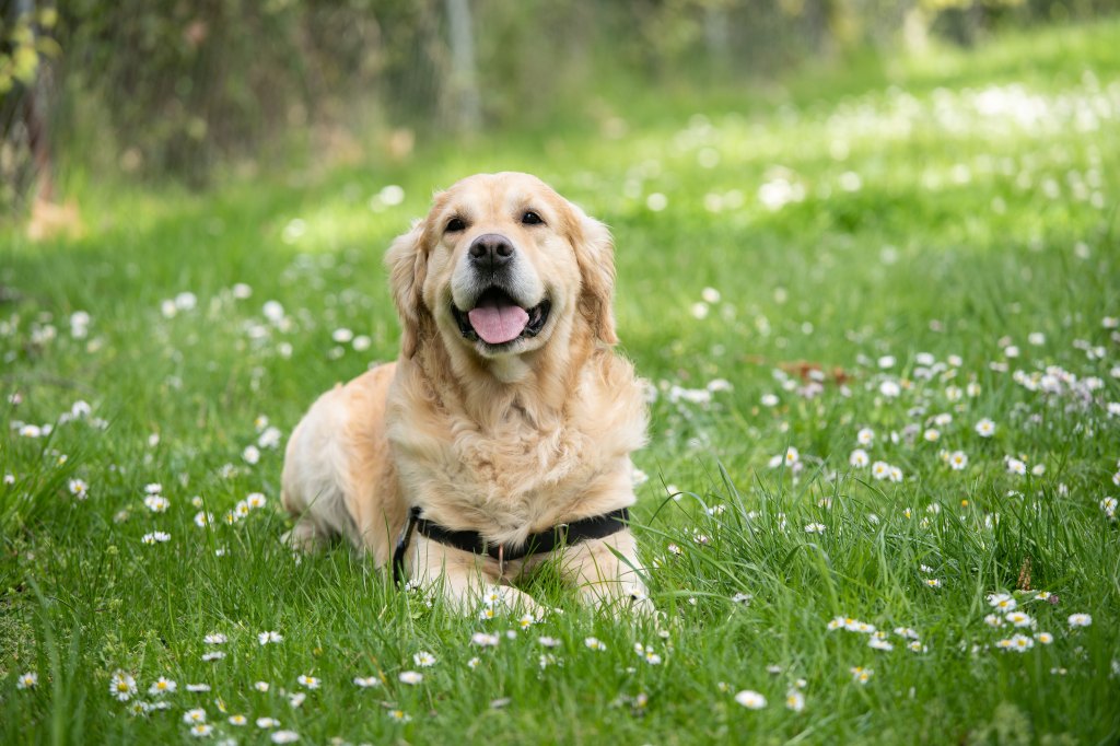 golden retriever in down position on grass with white flowers
