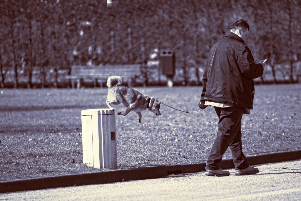 black and white photo of man walking dog while looking at his phone