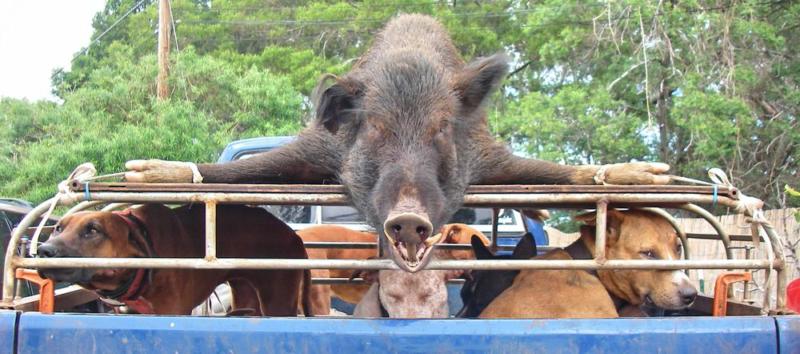 A truckbed covered with a cage to transport five hunting dogs and the large, hairy, dead boar tied to the top.